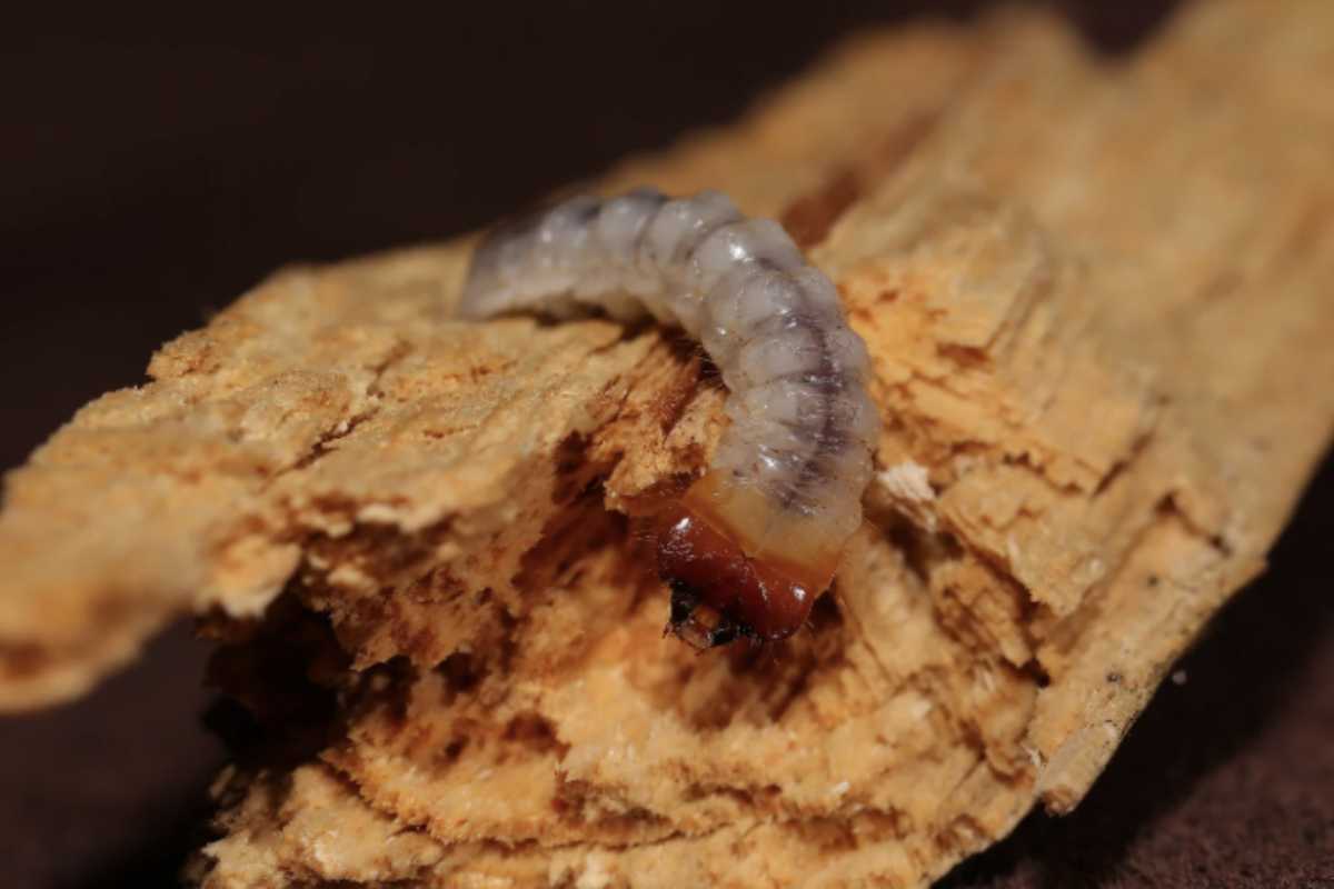 Questi piccoli insetti xilofagi, spesso percepiti come una minaccia, possono in realtà assumere un valore particolare quando si tratta di pezzi